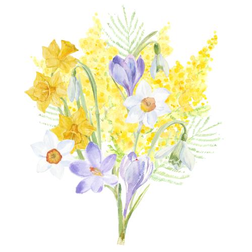 Schneeglöckchen. Vektor Frühlingsblumenstrauß: Mimose, Krokusse, Narzissen, Schneeglöckchen auf weißem