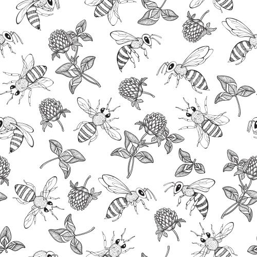 Klee. Vektor monochromen blumen und kleeblätter, biene auf weißem