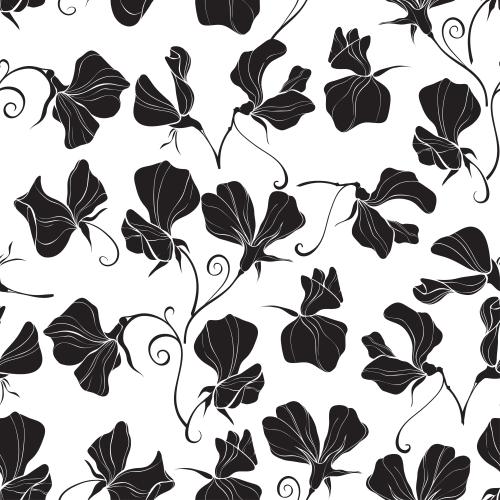 Duftwicke. Vektor duftende Gartenbohnen, Silhouetten von Blumen auf weißem