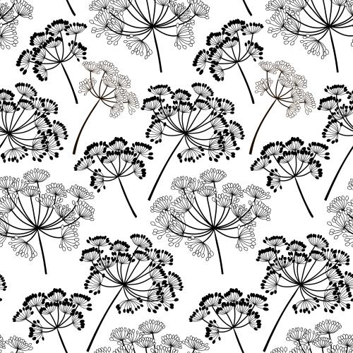 Dill. Vektor Blumenparasolen, Konturen und Silhouetten auf weißem
