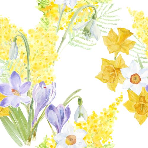 Narzisse. Vektor Mimose, Krokusse, Narzissen, Schneeglöckchen, Aquarellblumen auf weißem