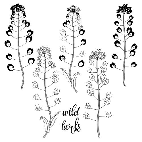 Vektorgrafik silhouetten und konturen von wiesenblumen auf weißem