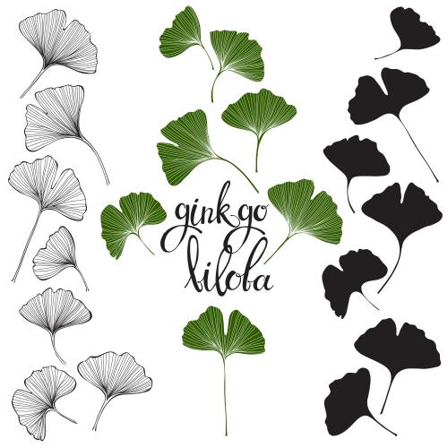 Ginkgo biloba. Vektor Ginkgo biloba, Konturen und Silhouetten von Blättern auf weißem