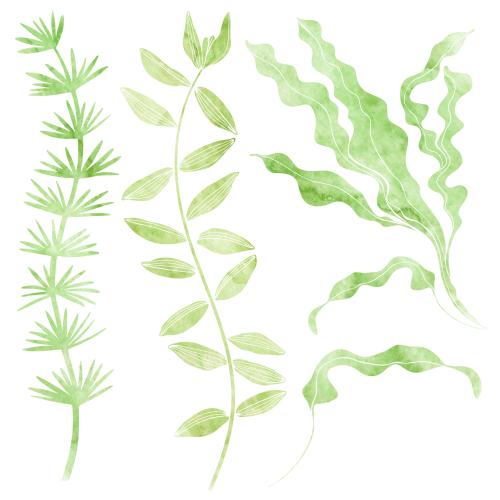 Rasterbild aquarellmeeresalgen, varianten auf weißem