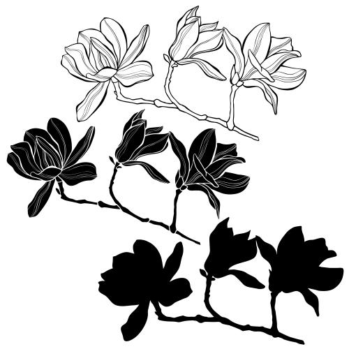 Magnolie. Vektor magnolien auf weißem, drei isolierten Varianten