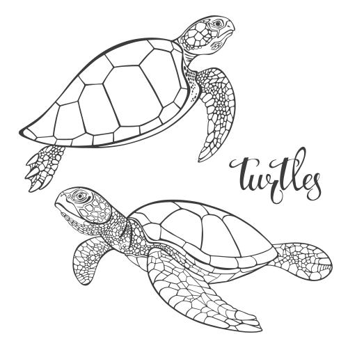 Schildkröte. Vektor zwei Schildkroeten, Konturen auf weissem
