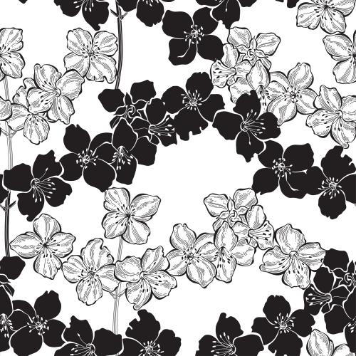 Jasmin. Vektor Jasminblüten Silhouetten und Konturen auf weißem