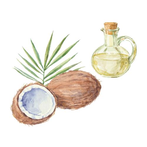 Kokosnuss. Vektor Kokos, Blatt und Kokosöl in der Flasche auf weißem