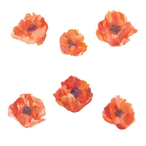 Rasterbild aquarellblumen mohn
