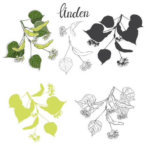 Linde. Vektor Linden-Zweig mit Blüten, Varianten auf weißem