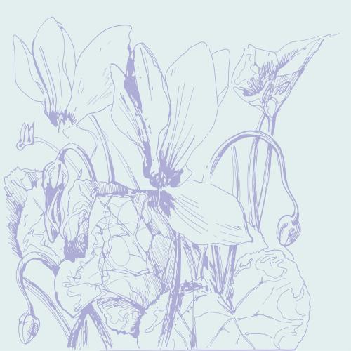 Vektorgrafik lila blühender cyclamen auf blauem skizze