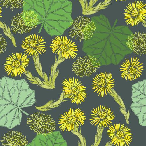 Huflattich. Vektor Mutter-und-Stiefmutter-Blumen und Blätter, farbige Silhouetten auf dunkelgrauem