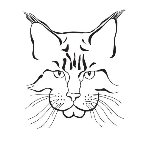 Maine coon. Vektor maine Coon, Katzen-Gesicht auf weißem
