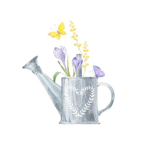 Gießkanne. Vektor Aquarellkrokusse, Mimosenzweig in der Blumenvase mit Herzen, Schmetterlinge auf weißem