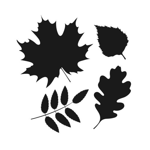 Ahornblatt. Vektor Blätter von Ahorn, Eiche, Johannisbeere und Birke, Silhouetten auf weißem