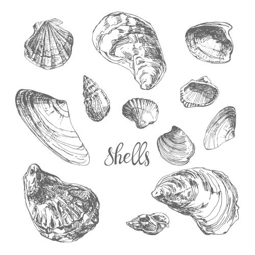 Vektorgrafik muscheln auf weißem sketch