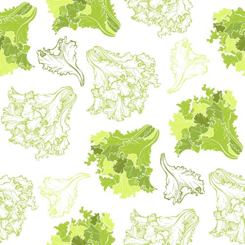 Salat. Vektor Salat farbige Silhouetten und Konturen von Blättern auf weißem