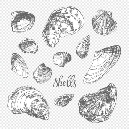 Vektorgrafik muscheln, sketch
