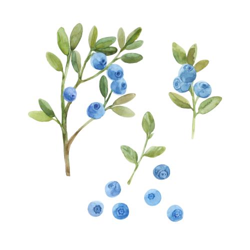 Aquarell. Vektor aquarellzweige der Brombeeren, Beeren auf weißem
