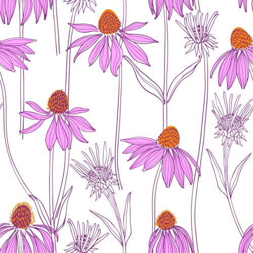 Vektorgrafik echinacea, blumen auf weißem