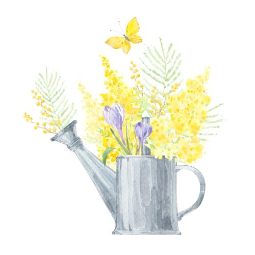 Gießkanne. Vektor Aquarellbouquet in der Gießkanne, Mimosa und Krokusse, Schmetterling auf weißem