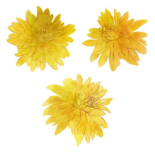 Rasterbild aquarellrudbeckia auf weißem, drei varianten