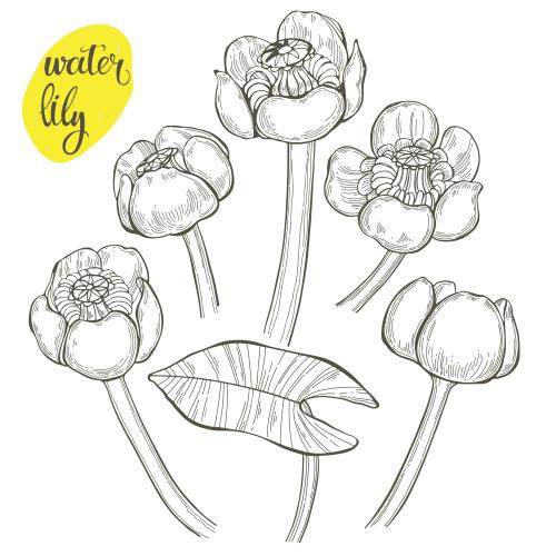 Seerose. Vektor wasserlilien auf weißem, verschiedene Varianten