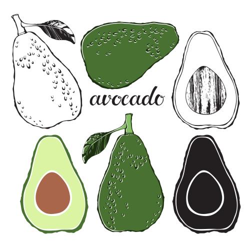 Avocado. Vektor Avocado, verschiedene Varianten auf weißem