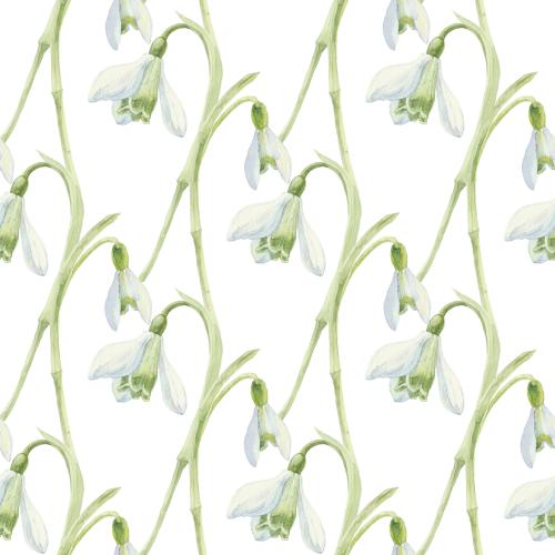 Schneeglöckchen. Vektor aquarellartige Schneeglöckchen auf weißem