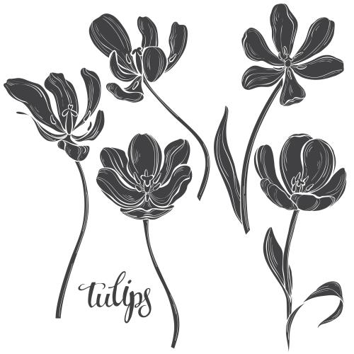 Tulpe. Vektor schwarze Tulpen-Silhouetten auf weißem