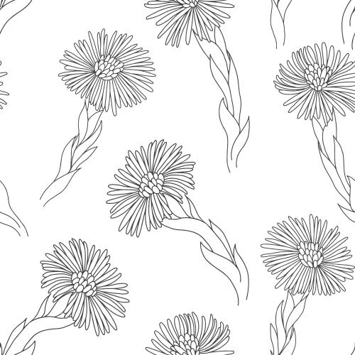 Huflattich. Vektor blumen des Mutterkrauts, schwarze Konturen auf weißem