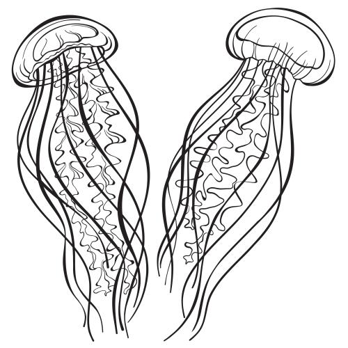 Qualle. Vektor zwei Medusen auf weissem