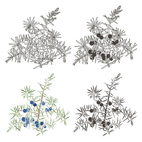 Wacholder. Vektor Jungfernbaum-Konturzeichnung-farbige-schwarze-Silhouetten-auf-Weiss