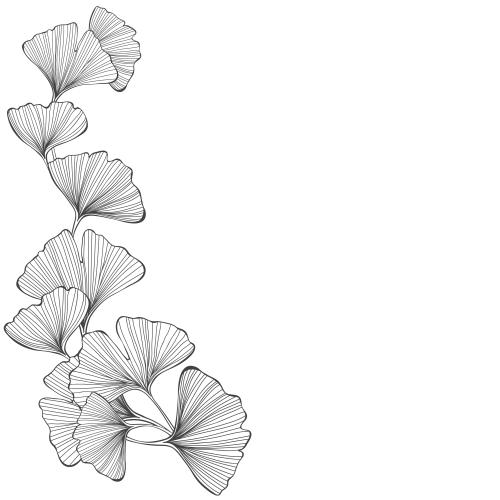 Ginkgo biloba. Vektor Ginkgo biloba, Platz für Text auf weißem