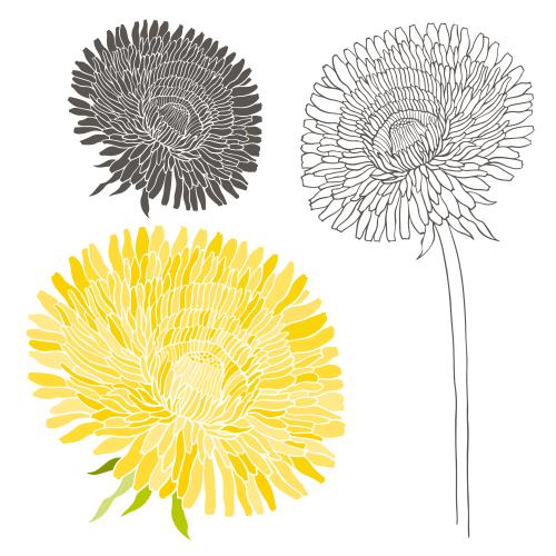 Löwenzahn. Vektor Löwenzahnblumen, Kontur und Silhouetten, Drei verschiedene Varianten auf Weiß