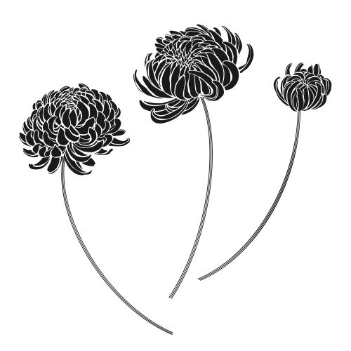 Chrysantheme. Vektor drei Chrysanthemum, Silhouetten auf weißem