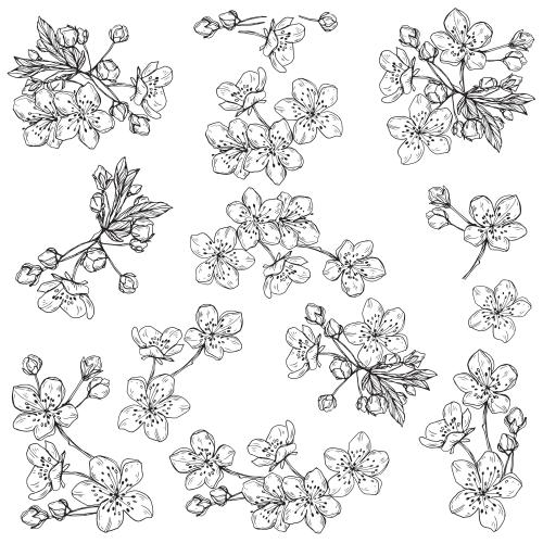 Knospe. Vektor Kirschblüten und Kirschknospen verschiedene Varianten auf weißem