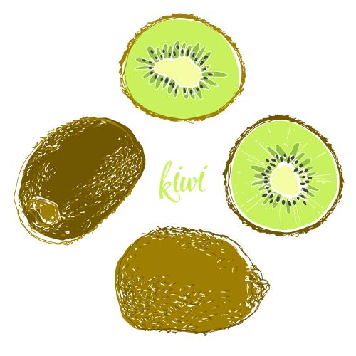 Kiwi. Vektor Kiwi, Früchte und Scheiben auf weißem