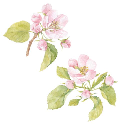 Rasterbild aquarellblumen und -blätter der apfelbäume, zwei zweige auf weißem