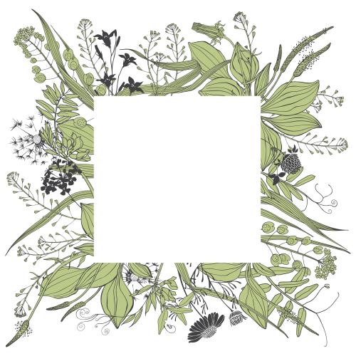 Löwenzahn. Vektor Feldgräser und Blumen, quadratisches Textfeld
