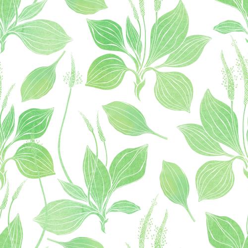 Wegerich. Vektor Aquarell-Plantain auf weißem