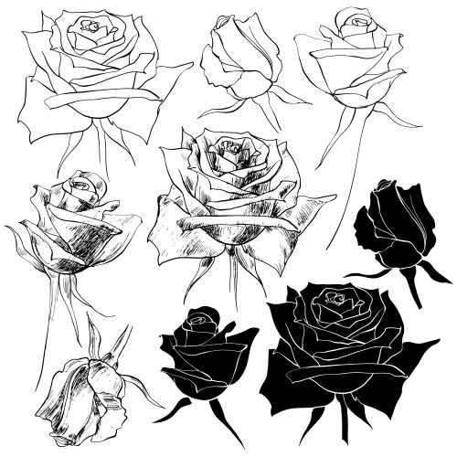 Rose. Vektor Rosen, Varianten auf weißem