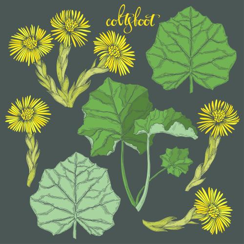 Huflattich. Vektor blumen und Blätter der Mutter-und-Stiefmutter, farbige Silhouetten auf dunkelgrauem