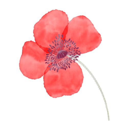 Rasterbild aquarellmohn