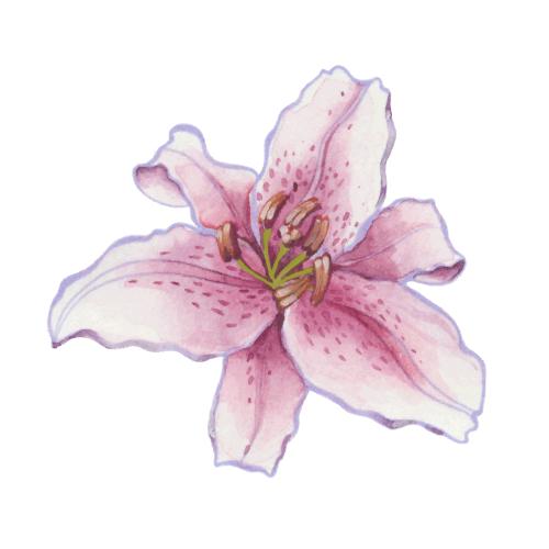 Lilie. Vektor lilienblume auf weißem