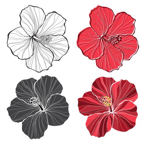 Hibiskus. Vektor Hibiskusblüten vier verschiedene Varianten auf weißem