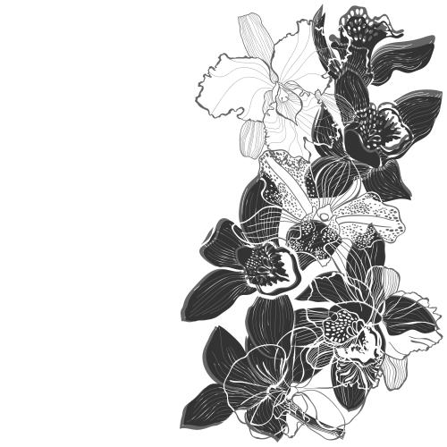 Vektorgrafik orchideen, silhouetten und konturen, platz für text auf weiß