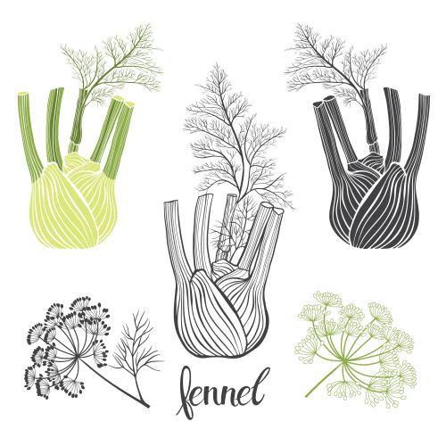 Fenchel. Vektor Fenchel verschiedene Varianten auf weißem