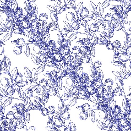 Vektorgrafik blaubeerenäste mit beeren, blaue konturen auf weißem