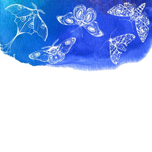 Vektorgrafik nachtfalter auf aquarellblauem, platz für text auf weißem